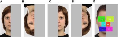 Visual Fixation Patterns During Viewing of Half-Face Stimuli in Adults: An Eye-Tracking Study